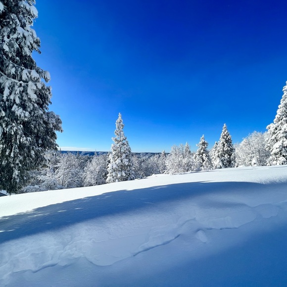 Meet your Posher, Amy - Picture 8 of 12